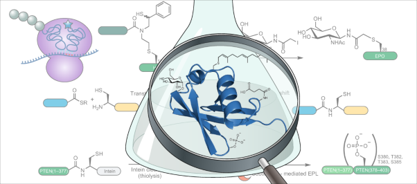 Deciphering protein post-translational modifications using chemical biology tools