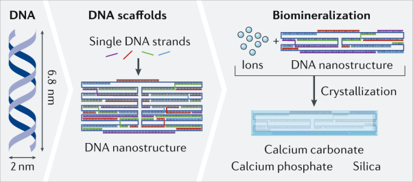 DNA nanostructures as templates for biomineralization