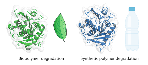 Enzymatic degradation of plant biomass and synthetic polymers