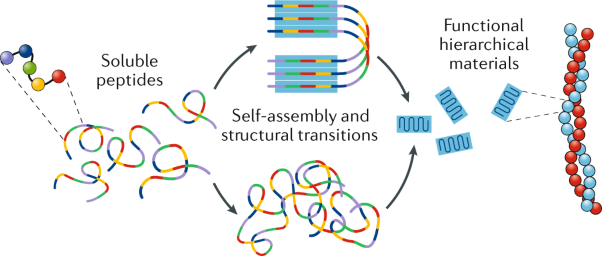 Biomimetic peptide self-assembly for functional materials