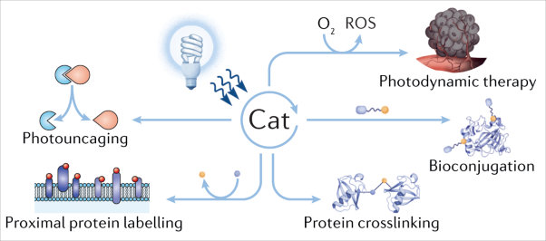 Interrogating biological systems using visible-light-powered catalysis