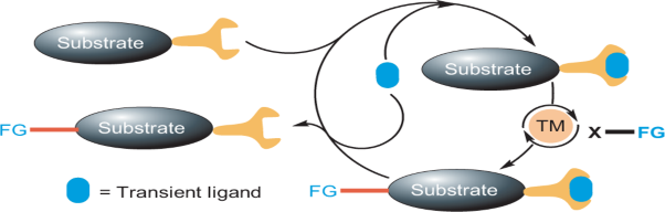 Transient directing ligands for selective metal-catalysed C–H activation