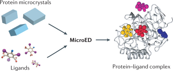 MicroED for the study of protein–ligand interactions and the potential for drug discovery
