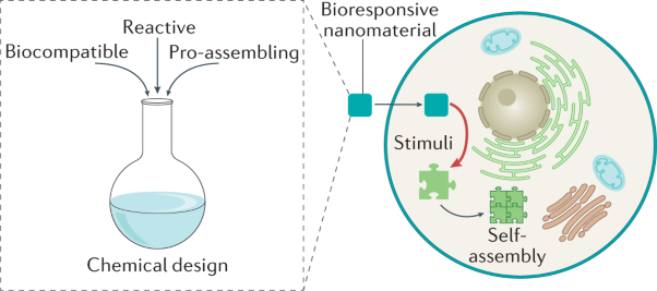 Designing bioresponsive nanomaterials for intracellular self-assembly