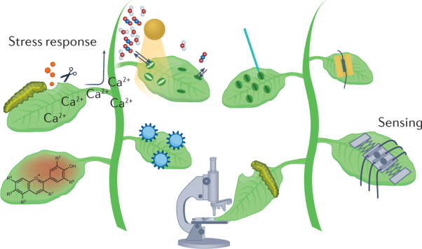 Continuous monitoring of chemical signals in plants under stress