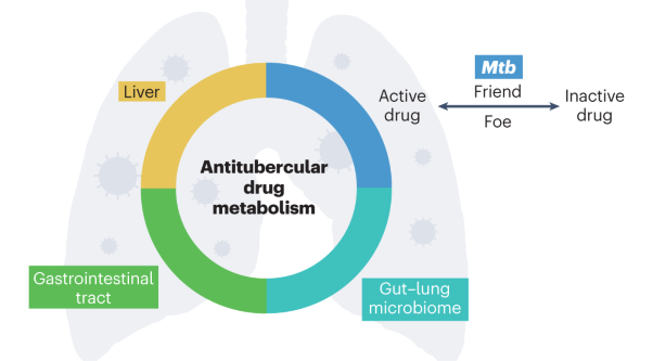 The implication of <i>Mycobacterium tuberculosis</i>-mediated metabolism of targeted xenobiotics