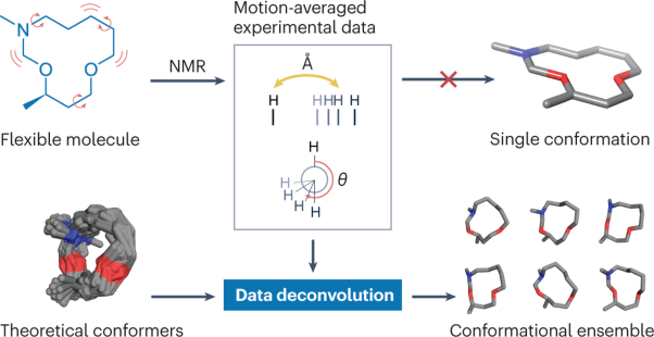 Ensemble determination by NMR data deconvolution