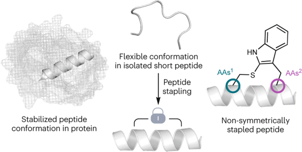 Non-symmetric stapling of native peptides