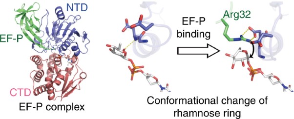 Structural basis of protein arginine rhamnosylation by glycosyltransferase EarP