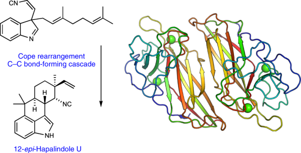 Structural basis of the Cope rearrangement and cyclization in hapalindole biogenesis