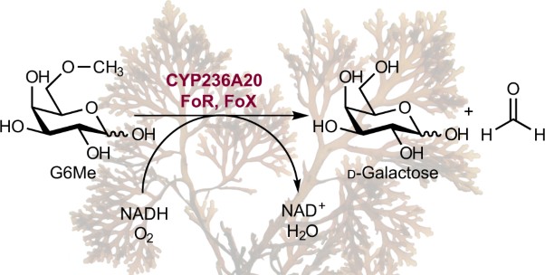 Oxidative demethylation of algal carbohydrates by cytochrome P450 monooxygenases