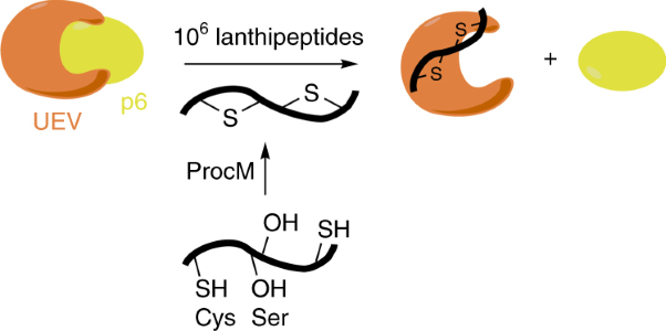 A lanthipeptide library used to identify a protein–protein interaction inhibitor