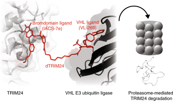 Functional TRIM24 degrader via conjugation of ineffectual bromodomain and VHL ligands