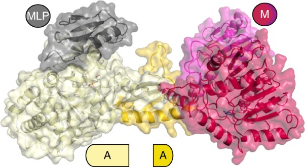 Structural basis for backbone N-methylation by an interrupted adenylation domain