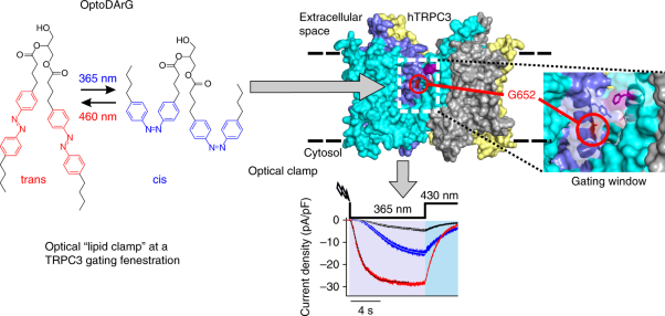 An optically controlled probe identifies lipid-gating fenestrations within the TRPC3 channel