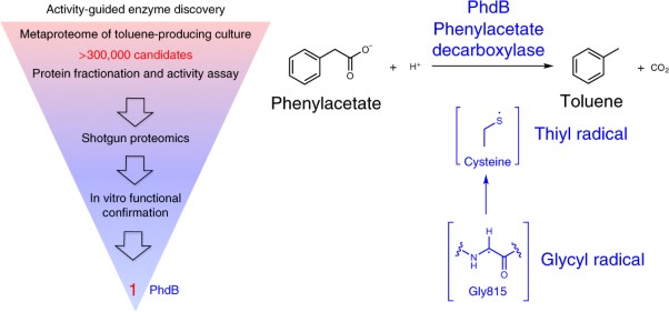 Discovery of enzymes for toluene synthesis from anoxic microbial communities