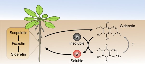 Biosynthesis of redox-active metabolites in response to iron deficiency in plants
