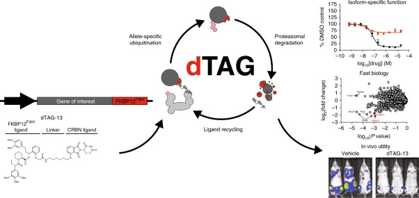 The dTAG system for immediate and target-specific protein degradation