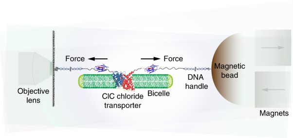 Unfolding of a ClC chloride transporter retains memory of its evolutionary history