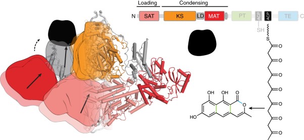The structural organization of substrate loading in iterative polyketide synthases