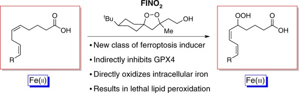 FINO<sub>2</sub> initiates ferroptosis through GPX4 inactivation and iron oxidation
