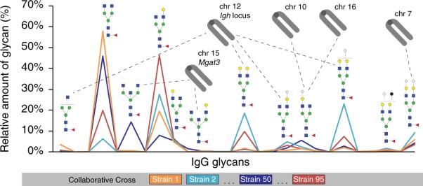Profiling and genetic control of the murine immunoglobulin G glycome