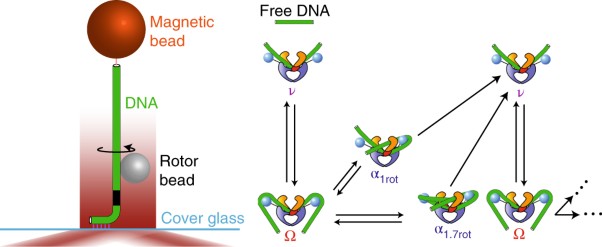 Dynamic coupling between conformations and nucleotide states in DNA gyrase