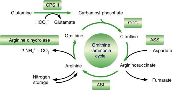 The cyanobacterial ornithine–ammonia cycle involves an arginine dihydrolase