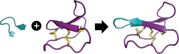Designing macrocyclic disulfide-rich peptides for biotechnological applications