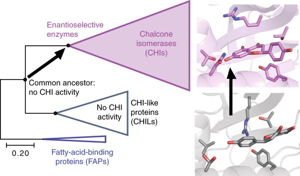 Evolution of chalcone isomerase from a noncatalytic ancestor
