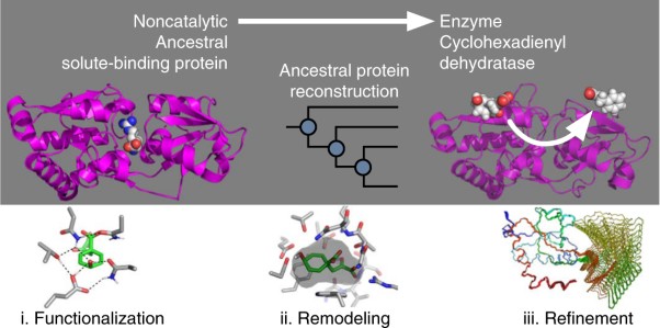 Evolution of cyclohexadienyl dehydratase from an ancestral solute-binding protein