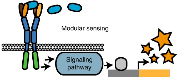 Generalized extracellular molecule sensor platform for programming cellular behavior