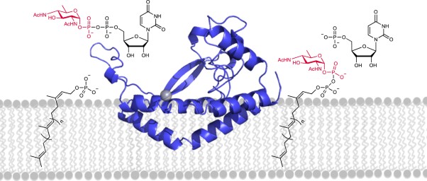 Membrane association of monotopic phosphoglycosyl transferase underpins function