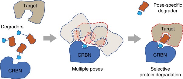 Plasticity in binding confers selectivity in ligand-induced protein degradation