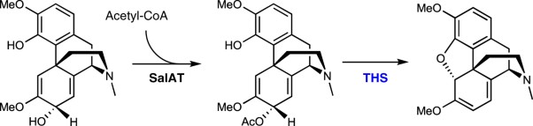 A pathogenesis-related 10 protein catalyzes the final step in thebaine biosynthesis