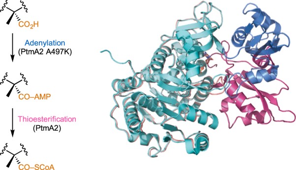 Natural separation of the acyl-CoA ligase reaction results in a non-adenylating enzyme