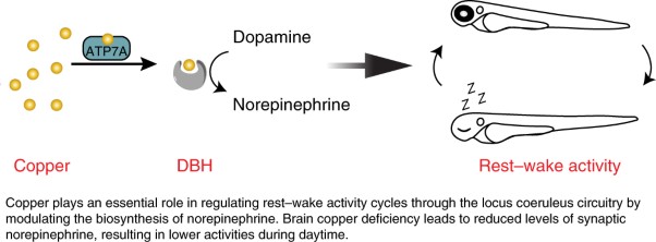 Copper regulates rest-activity cycles through the locus coeruleus-norepinephrine system