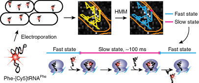 tRNA tracking for direct measurements of protein synthesis kinetics in live cells