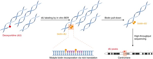 Genome-wide mapping reveals that deoxyuridine is enriched in the human centromeric DNA