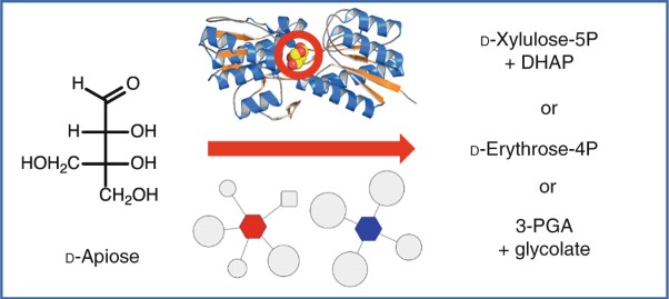 Functional assignment of multiple catabolic pathways for <span class="small-caps u-small-caps">d</span>-apiose