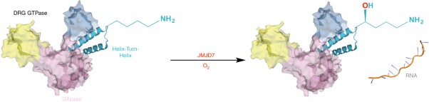 The Jumonji-C oxygenase JMJD7 catalyzes (3<i>S</i>)-lysyl hydroxylation of TRAFAC GTPases