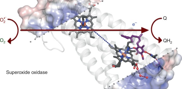 Scavenging of superoxide by a membrane-bound superoxide oxidase