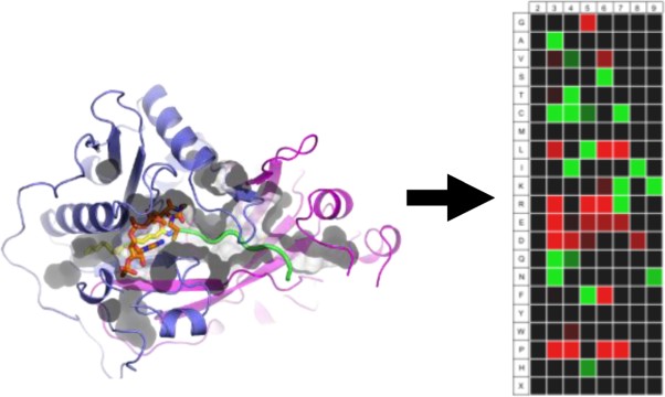 Structural and genomic decoding of human and plant myristoylomes reveals a definitive recognition pattern