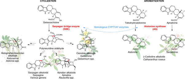 Sarpagan bridge enzyme has substrate-controlled cyclization and aromatization modes