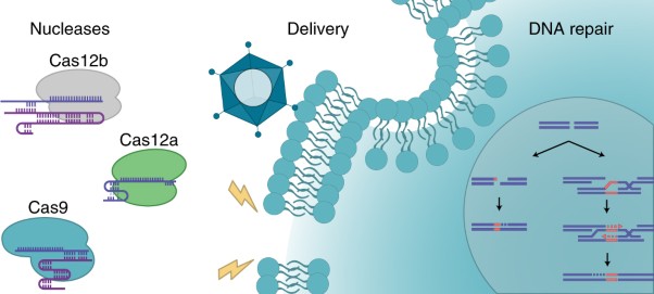 Genome editing by natural and engineered CRISPR-associated nucleases