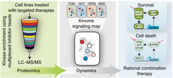 Kinome rewiring reveals AURKA limits PI3K-pathway inhibitor efficacy in breast cancer