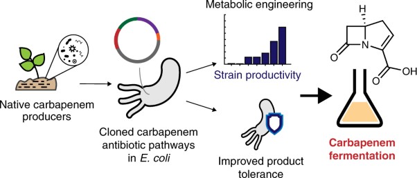 Metabolic engineering of a carbapenem antibiotic synthesis pathway in <i>Escherichia coli</i>