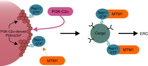 Rab11 activity and PtdIns(3)<i>P</i> turnover removes recycling cargo from endosomes