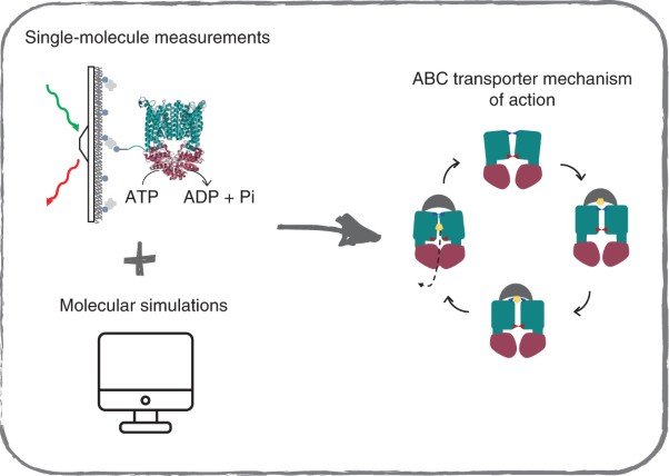 Single-molecule probing of the conformational homogeneity of the ABC transporter BtuCD