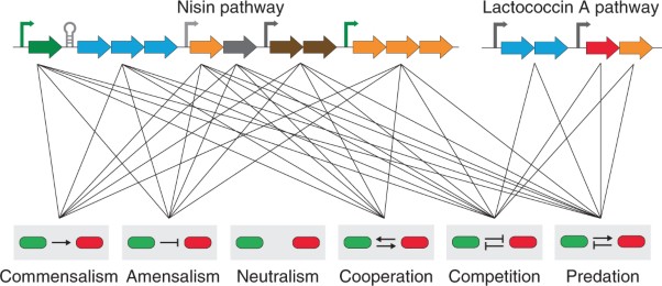 Designing microbial consortia with defined social interactions